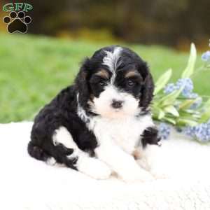 Copy of Miles, Cavapoo Puppy